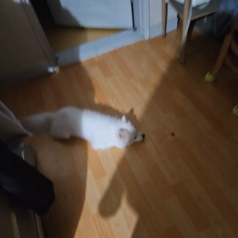 더워서 기력없어용