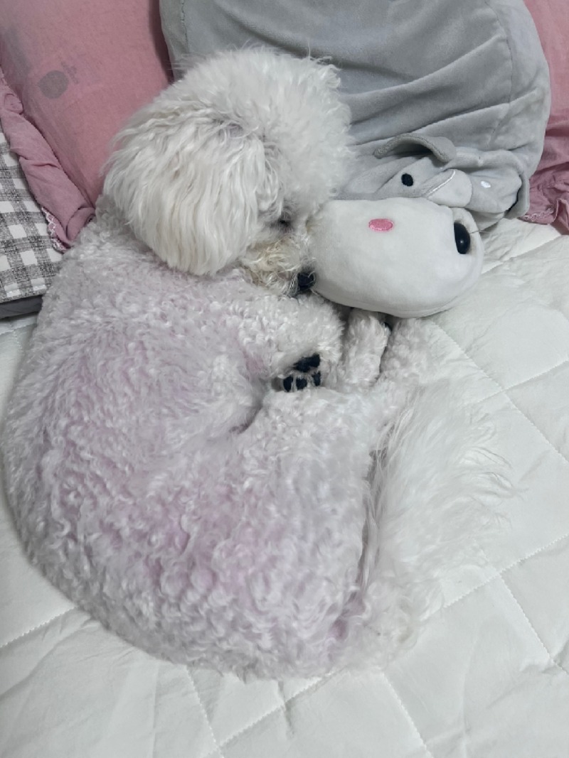 요기조리 옮겨가면서 자는 뭉🐾