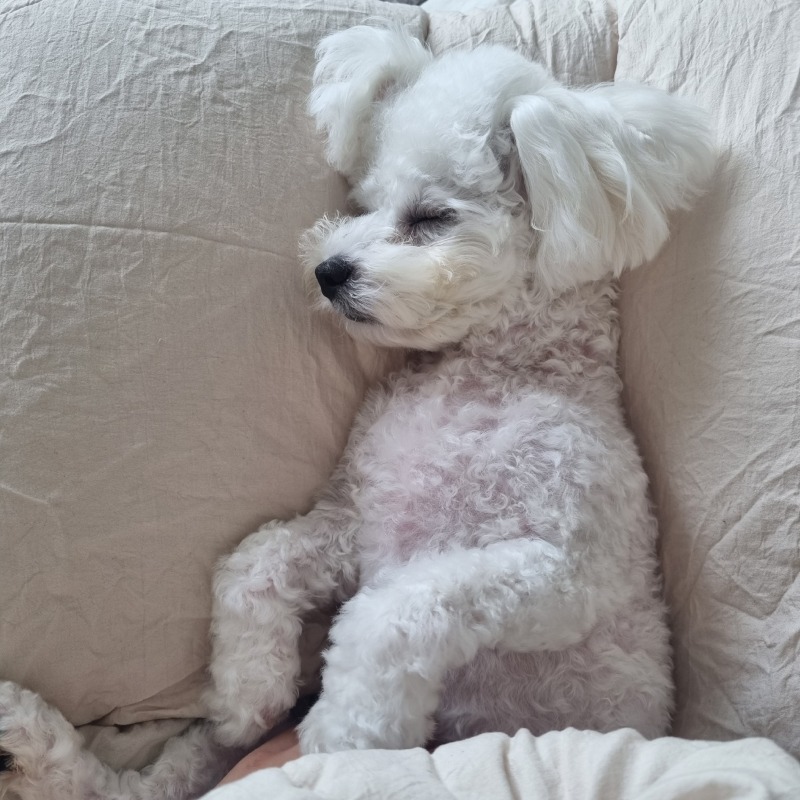 요기조리 옮겨가면서 자는 뭉🐾