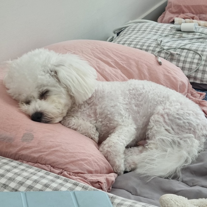 요기조리 옮겨가면서 자는 뭉🐾