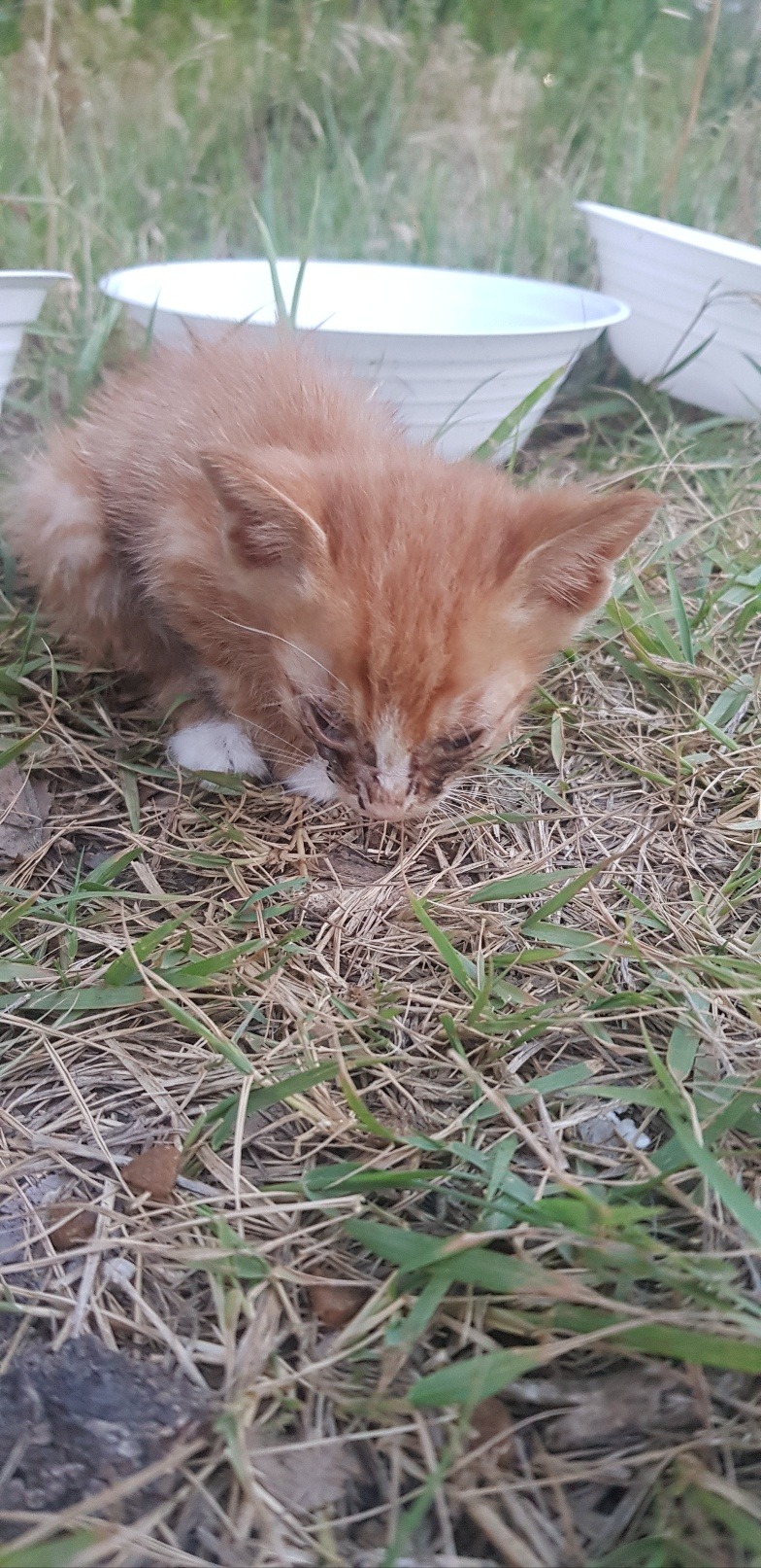 안동 길냥이 출신 도담이에용