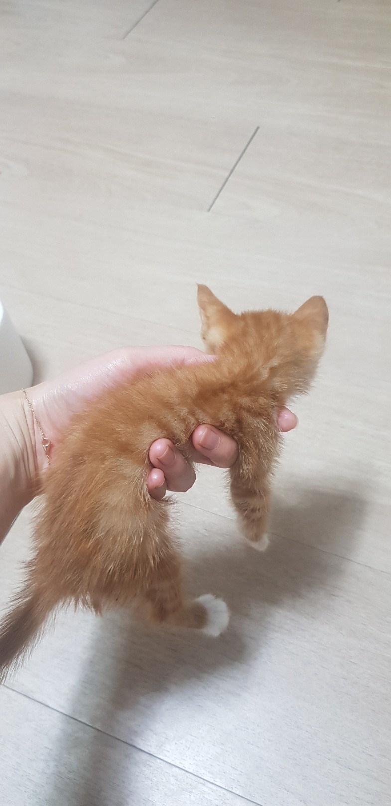 안동 길냥이 출신 도담이에용