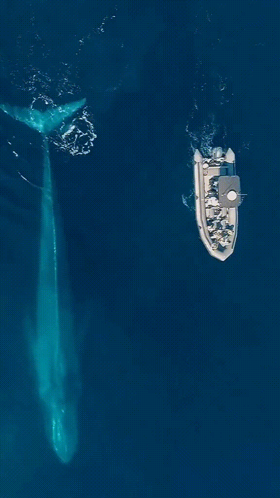 대왕고래크긷.gif