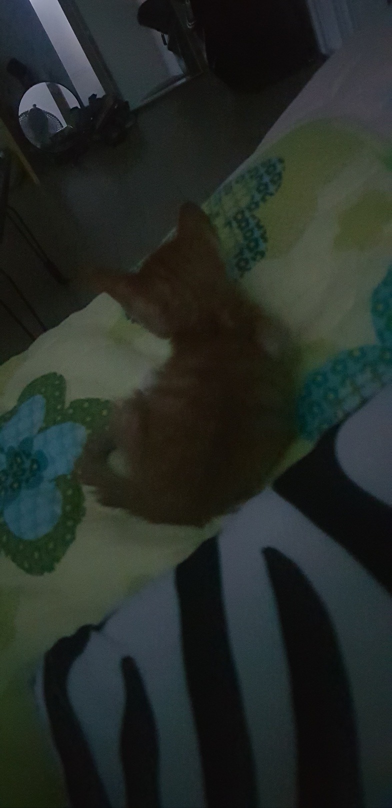 길에서 구조된 안동 치즈냥이 😸