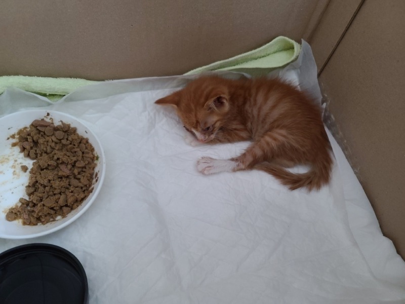 길에서 구조된 안동 치즈냥이 😸