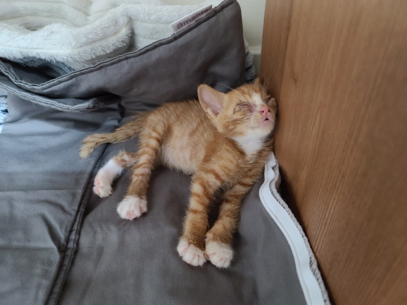 길에서 구조된 안동 치즈냥이 😸