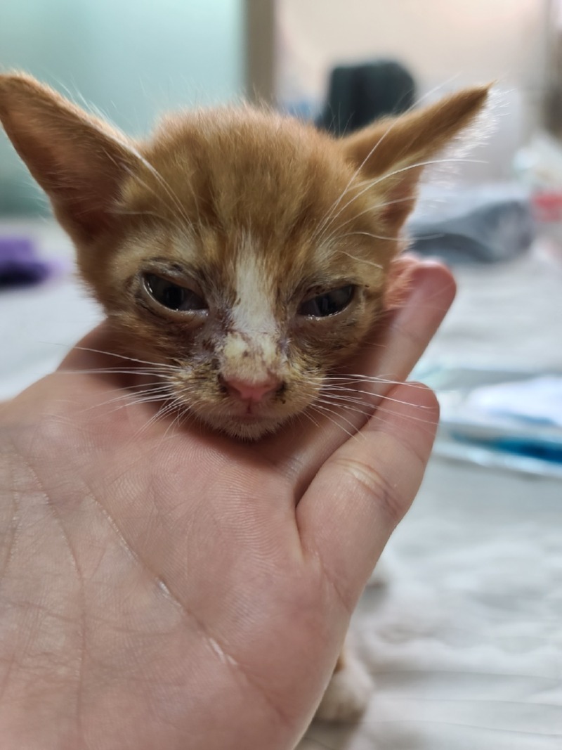 길에서 구조된 안동 치즈냥이 😸