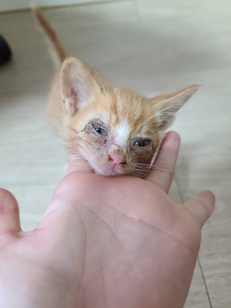 길에서 구조된 안동 치즈냥이 😸