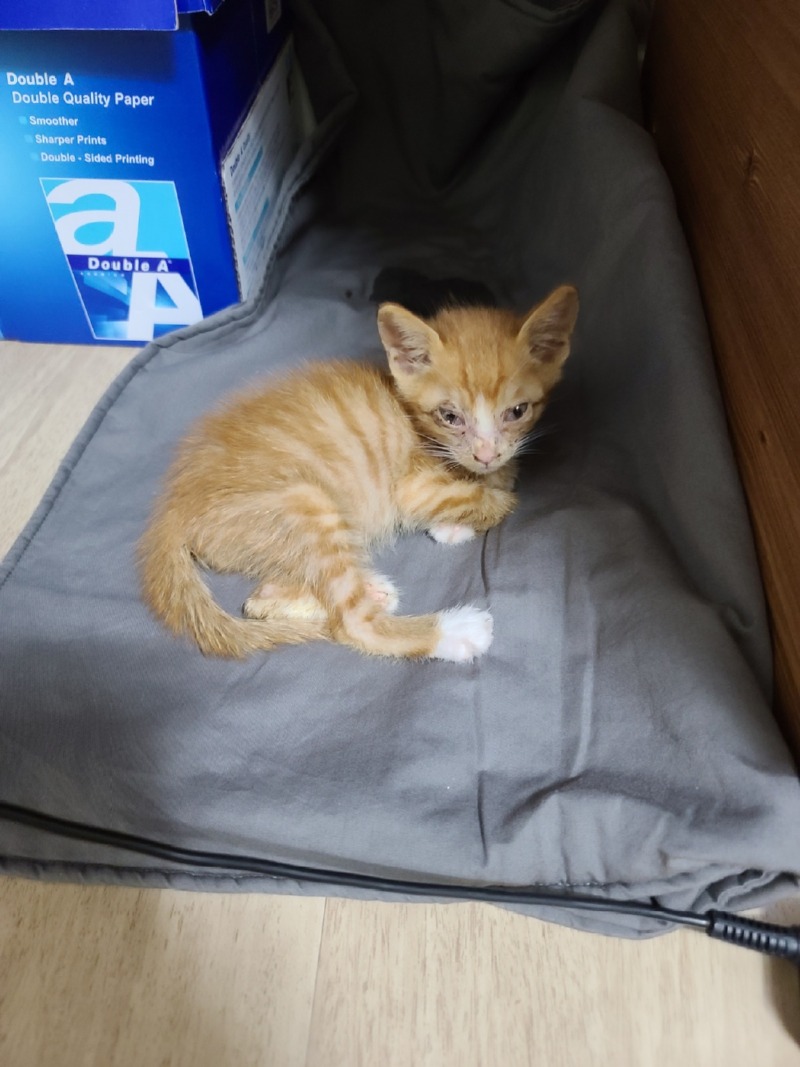 길에서 구조된 안동 치즈냥이 😸