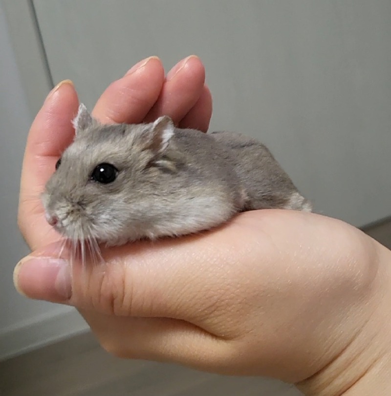 간식먹고 행복해진 크림이
