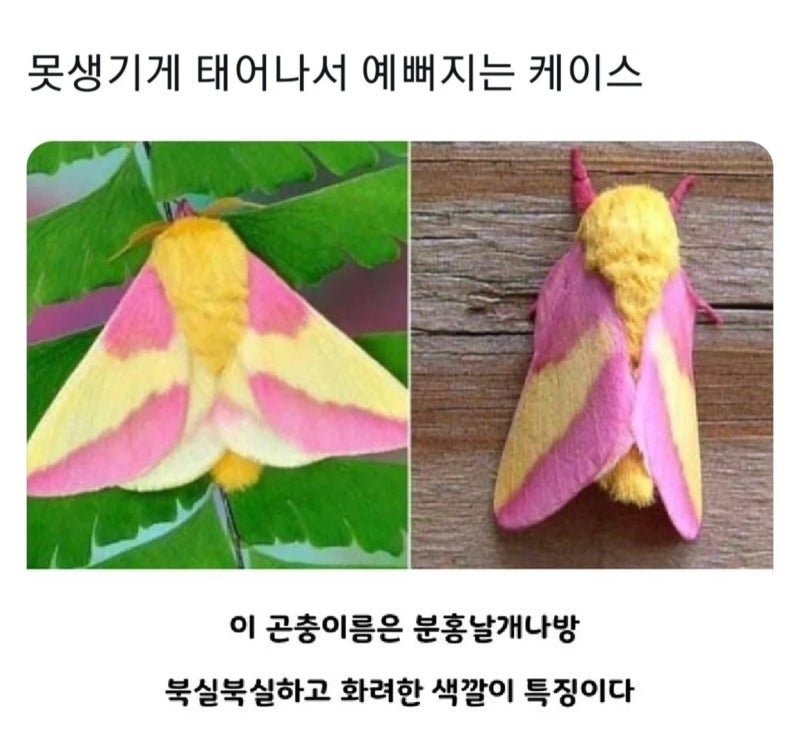 곤충의 화려한 진화 