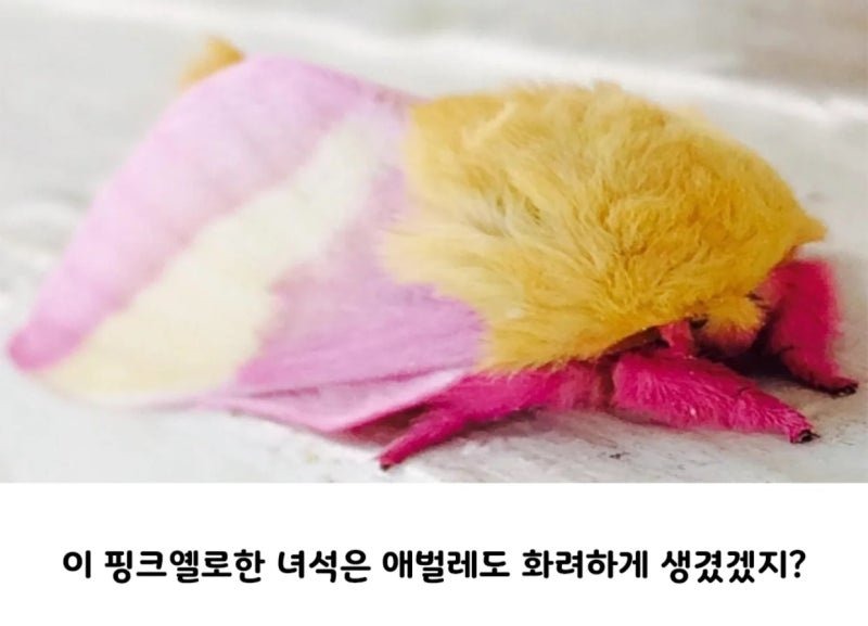 곤충의 화려한 진화 