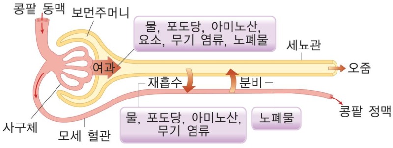 고양이 신부전증 (1) 증상과 예방법