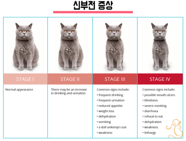 고양이 신부전증 (1) 증상과 예방법