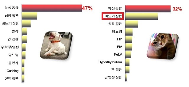 고양이 신부전증 (1) 증상과 예방법