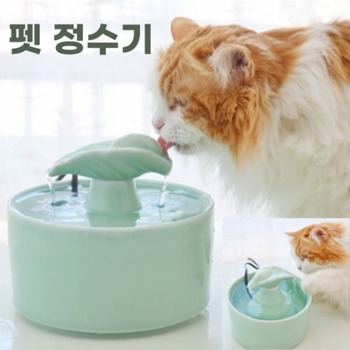 고양이 신부전증 (1) 증상과 예방법