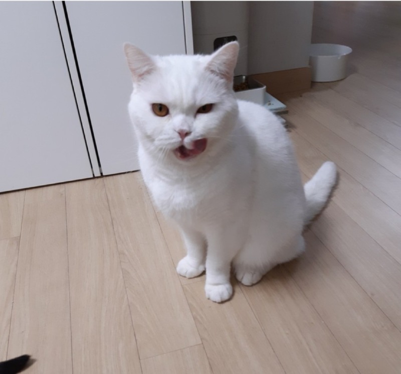 기분조아보여 