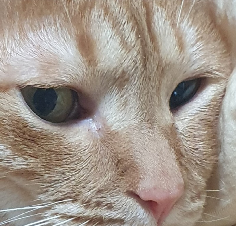 쉬고잇는겸둥이지용