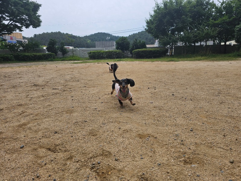 자전거 타는 강아지 😆 나야나!!