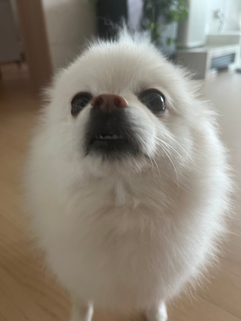 물개닮은 우리 별이~