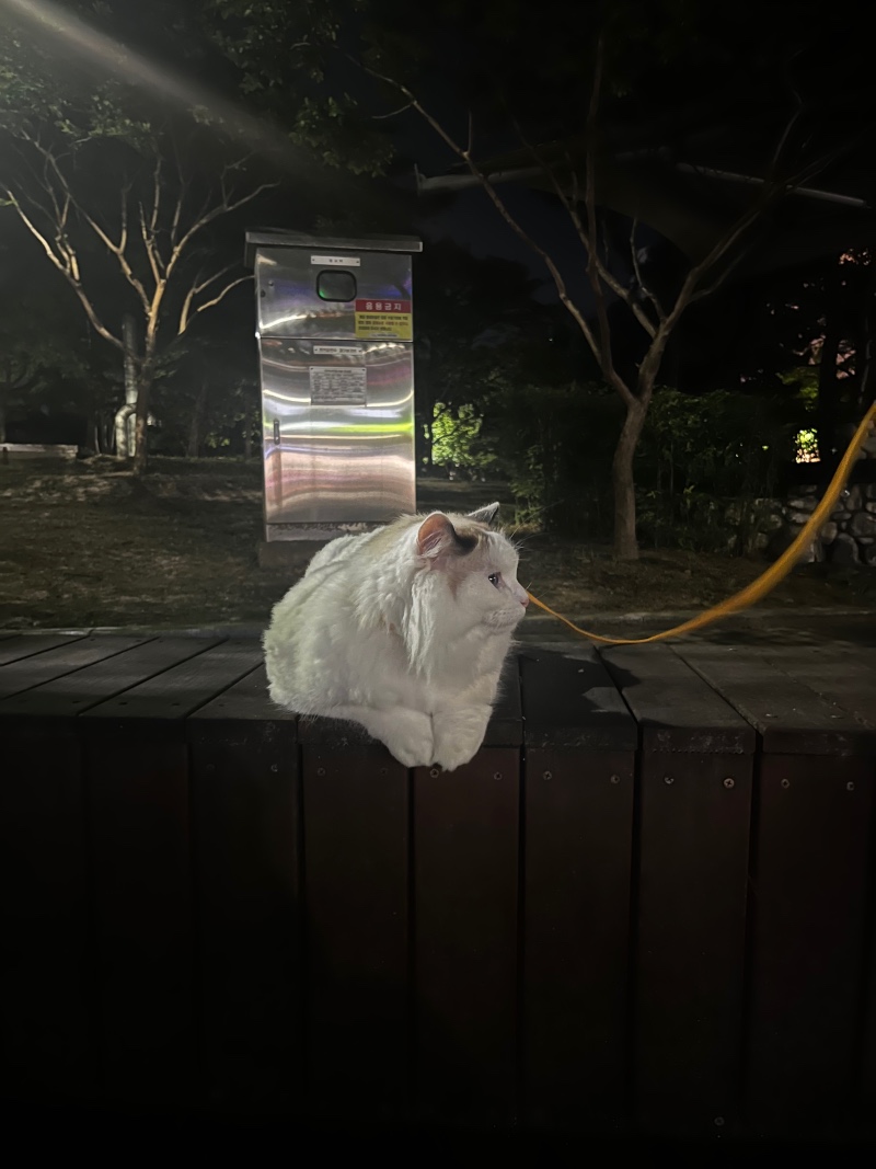 냥 외출기