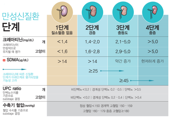 고양이 신부전증 (2) 검사와 분석 