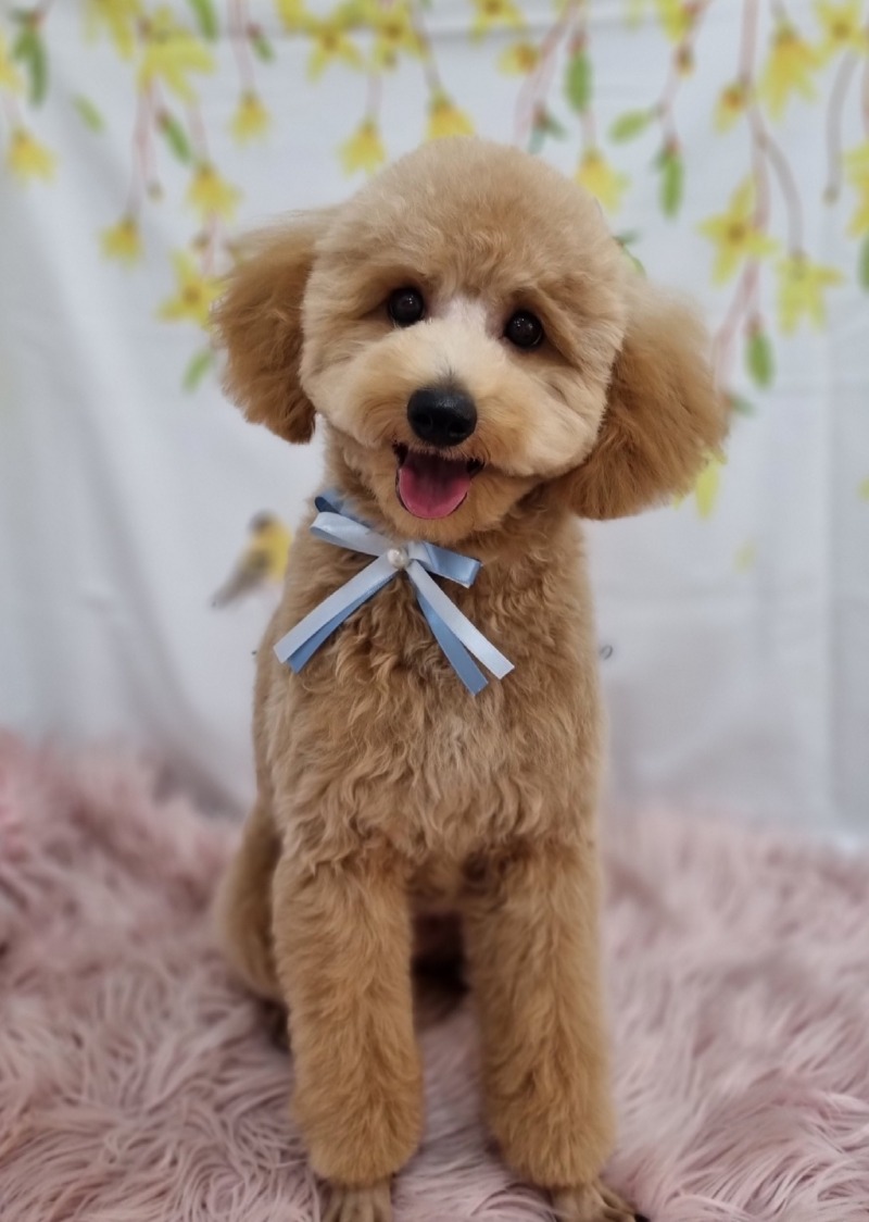 춘천 애견미용샵 충무로애견