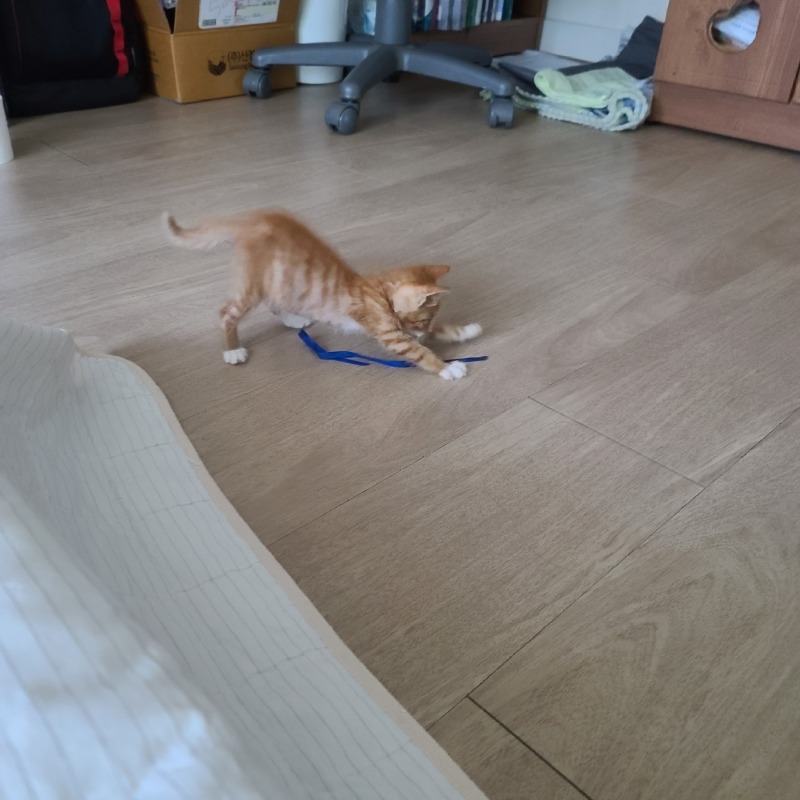 안동에서 데려온 아이