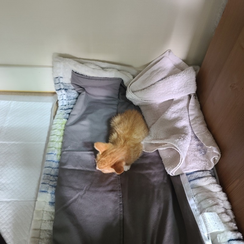 안동에서 데려온 아이