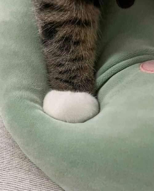 솜방망이를 들고있는 아이 