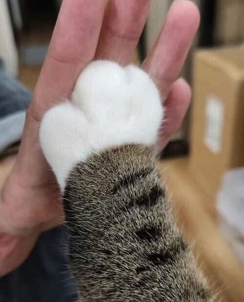 솜방망이를 들고있는 아이 