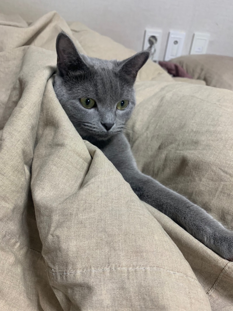 이불 밖은 위험행