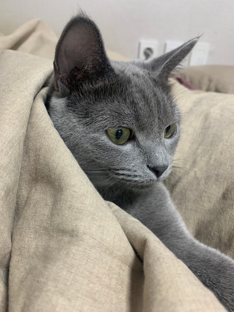 이불 밖은 위험행