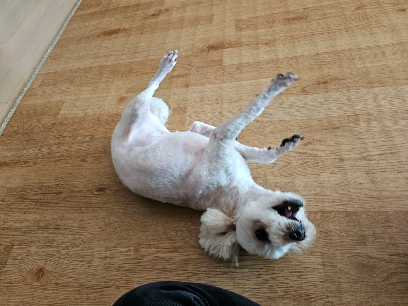 놀아줘😆