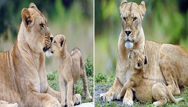 백수의 왕 사자