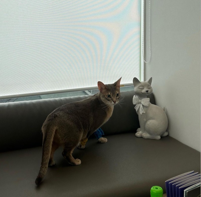 양정 올케어 동물의료 방문 (고양이)