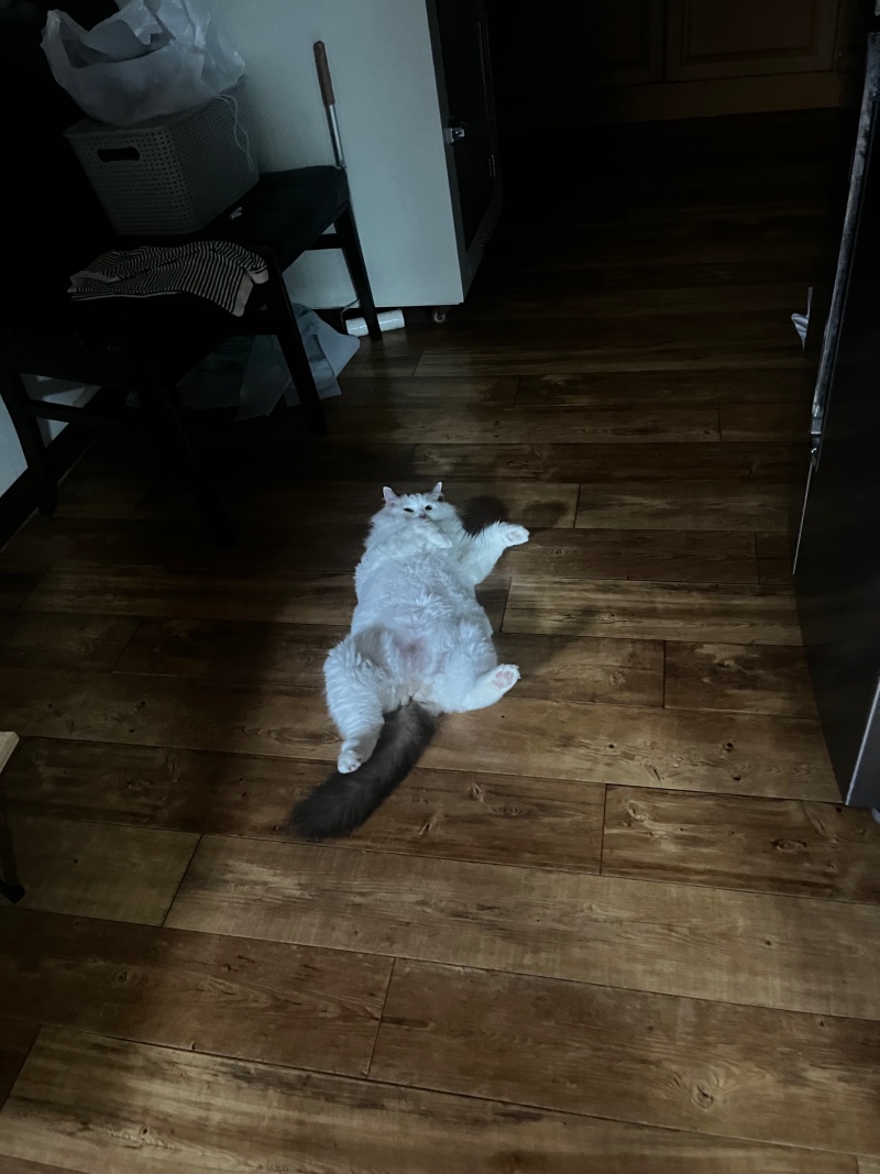 에헤라디야