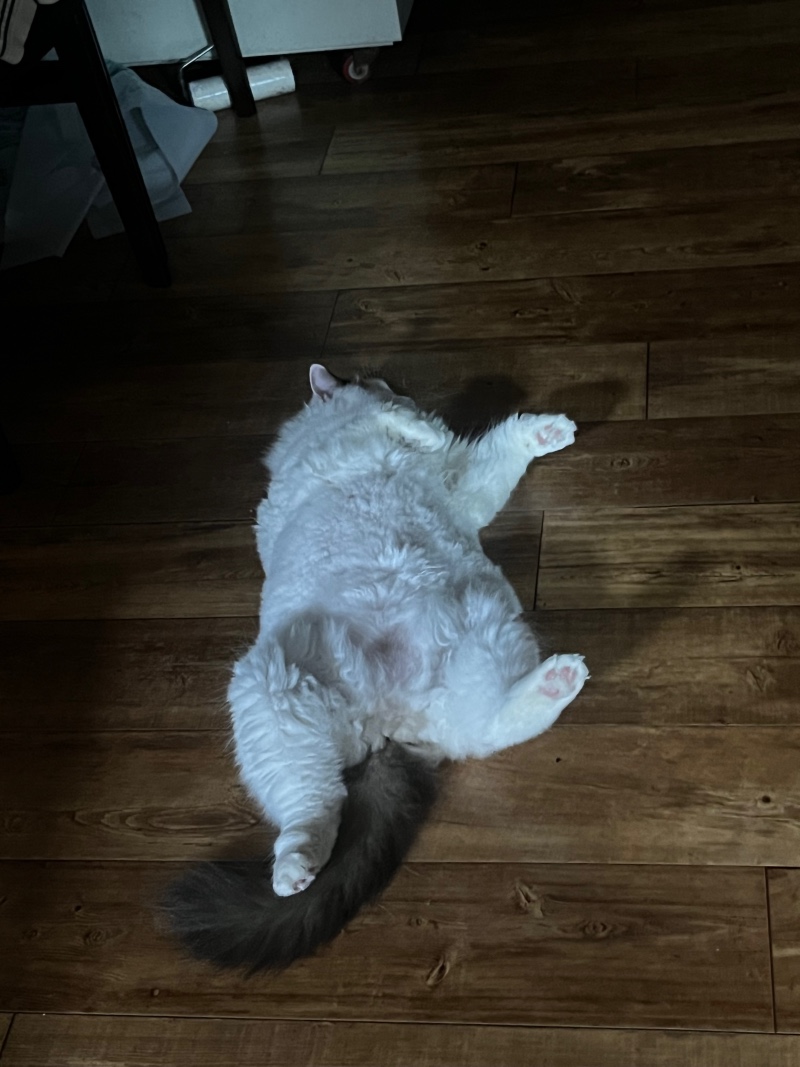 에헤라디야