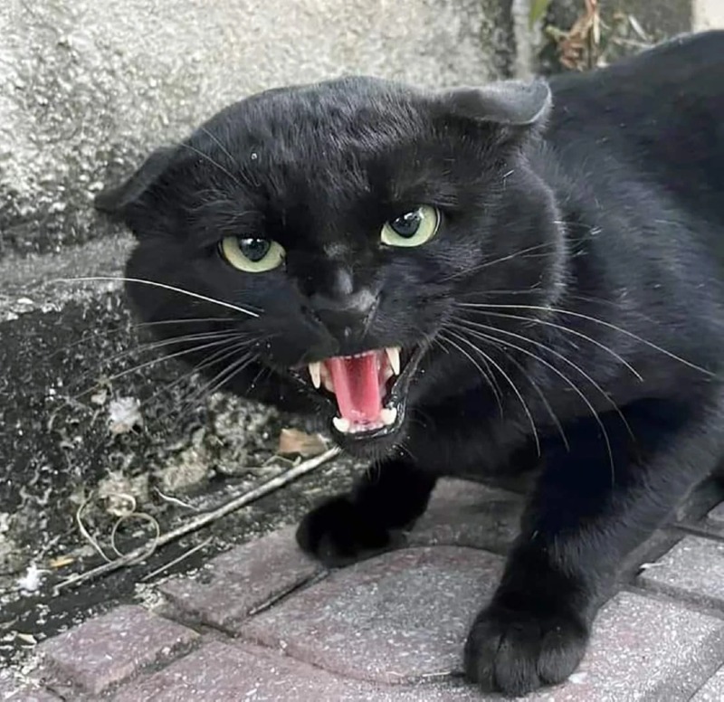검은 고양이 길들이기 