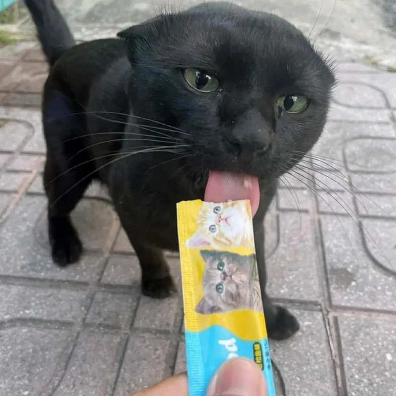 검은 고양이 길들이기 