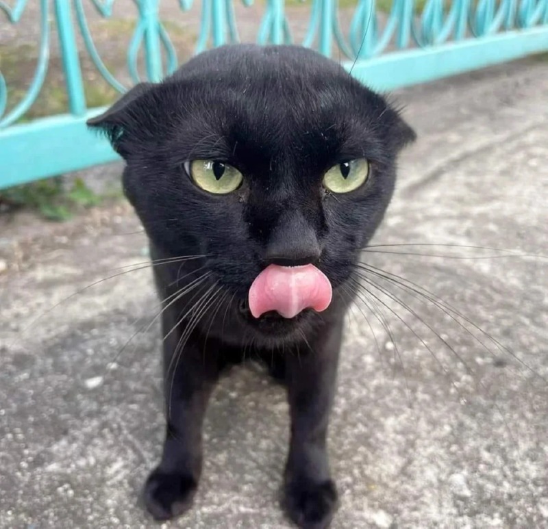 검은 고양이 길들이기 