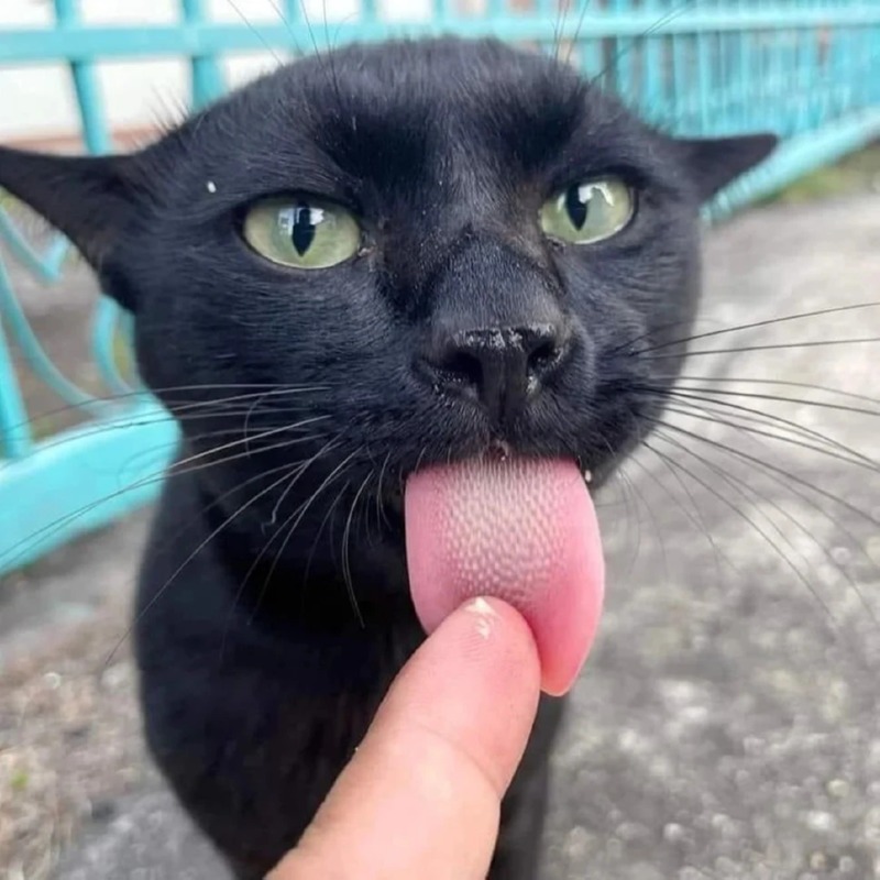 검은 고양이 길들이기 