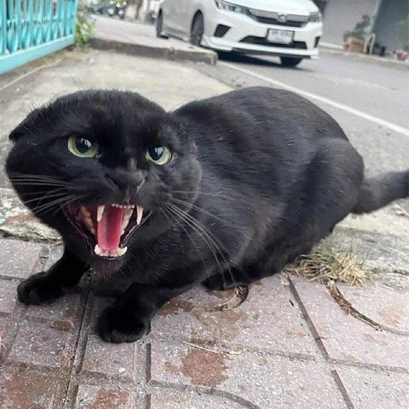 검은 고양이 길들이기 