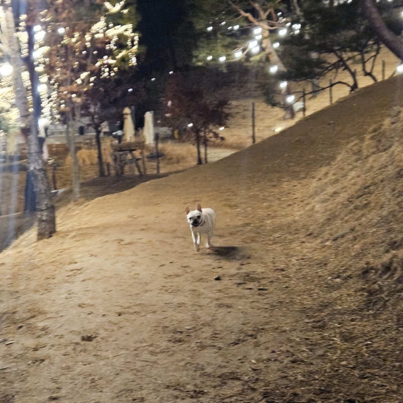 넓은운동장이 있는 테일45 애견카페 