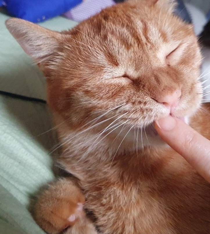 놀아주기냥