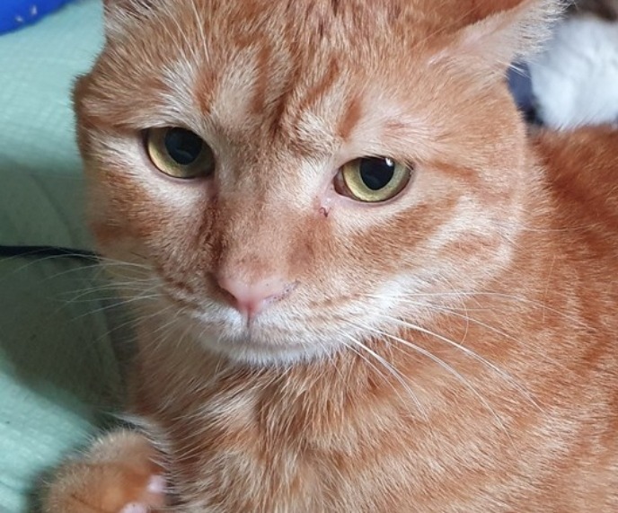 놀아주기냥