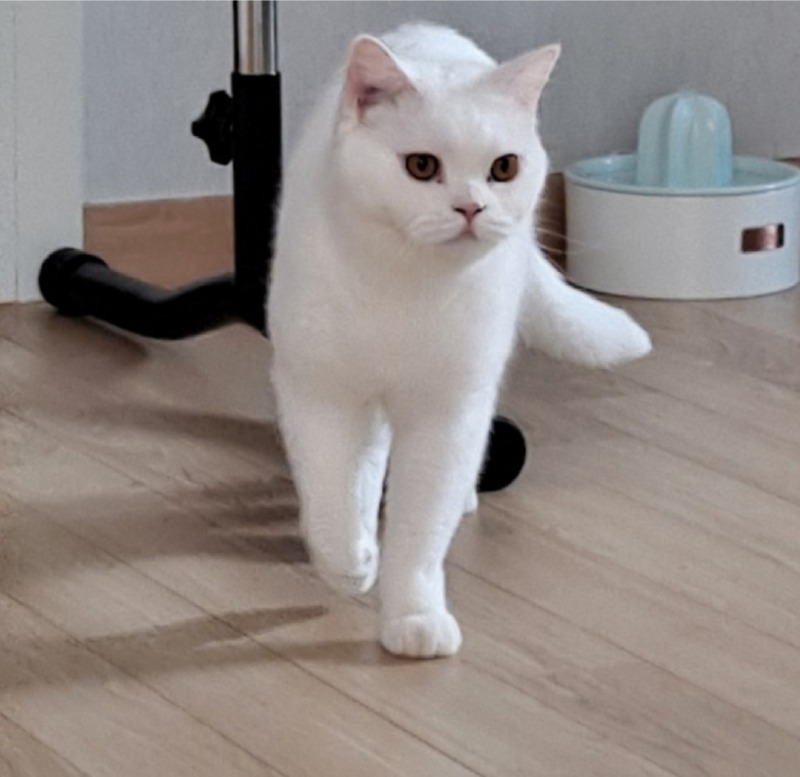 숨어찌냥