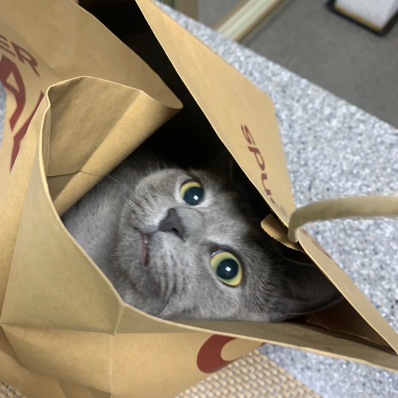 선물이다옹