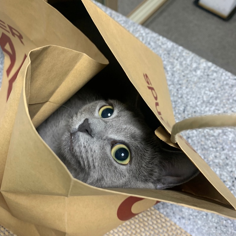 선물이다옹