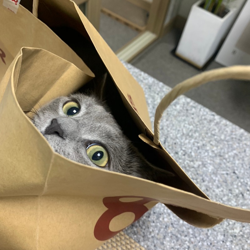 선물이다옹